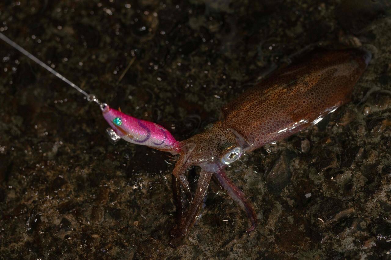 2026年新作エギ YAMASHITAより「NAORY レンジLS」が登場！“水平フォール”がライトエギングを変える