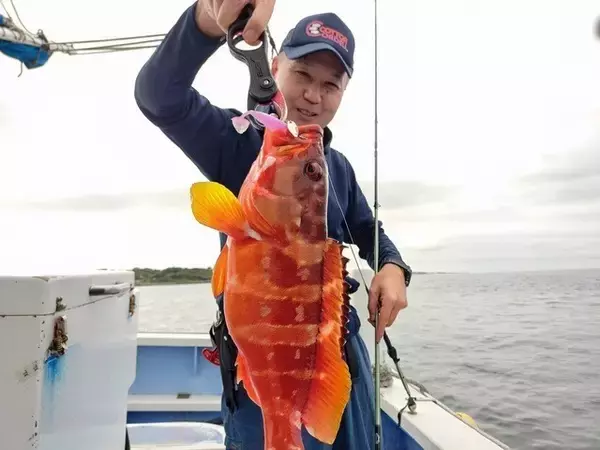 【釣果速報】オオモンハタにアカハタと多彩な魚種で船内がカラフルに！あなたも神奈川県丸伊丸で大興奮の釣行を味わおう！