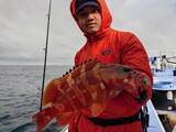 「【釣果速報】オオモンハタにアカハタと多彩な魚種で船内がカラフルに！あなたも神奈川県丸伊丸で大興奮の釣行を味わおう！」の画像3