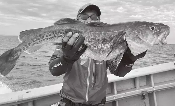 マッチザベイトの満足感　佐渡沖の深海マダラ