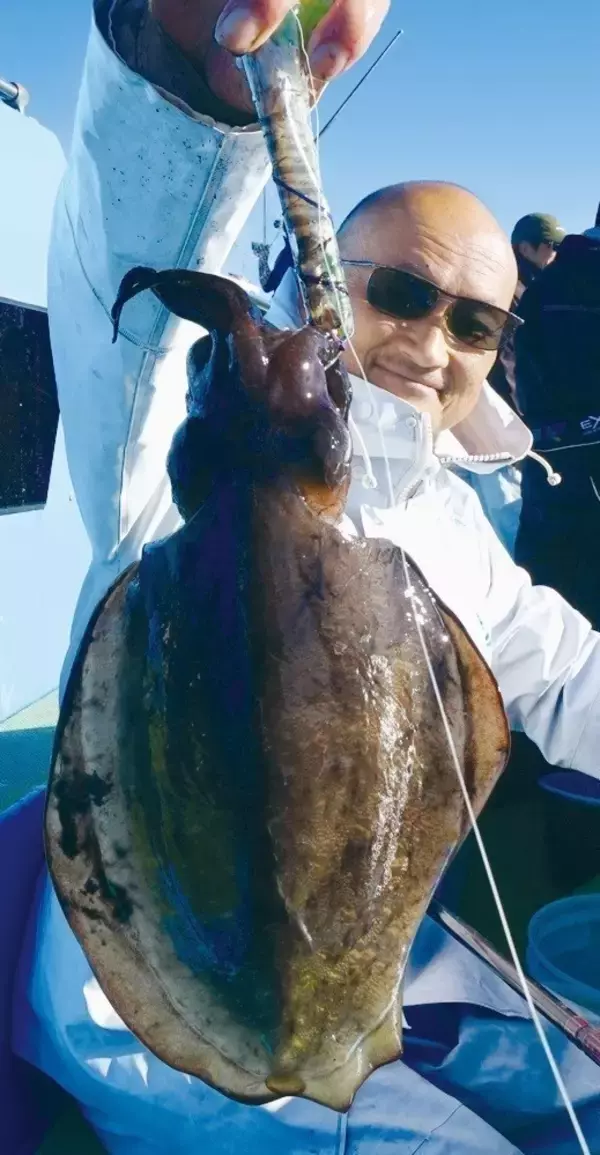 東京湾のテンヤスミイカ　不調はモンゴウイカがカバー