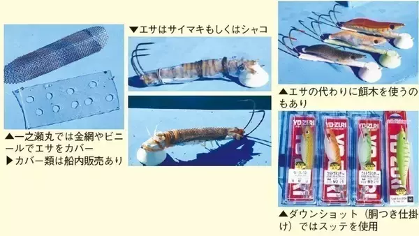 「東京湾のテンヤスミイカ　不調はモンゴウイカがカバー」の画像