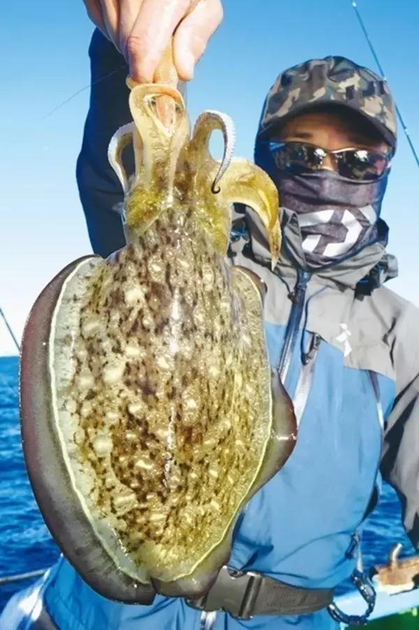 「東京湾のテンヤスミイカ　不調はモンゴウイカがカバー」の画像