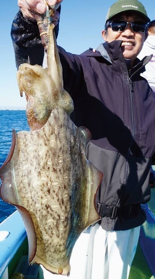 東京湾のテンヤスミイカ　不調はモンゴウイカがカバー