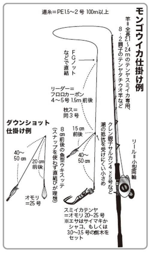 東京湾のテンヤスミイカ　不調はモンゴウイカがカバー