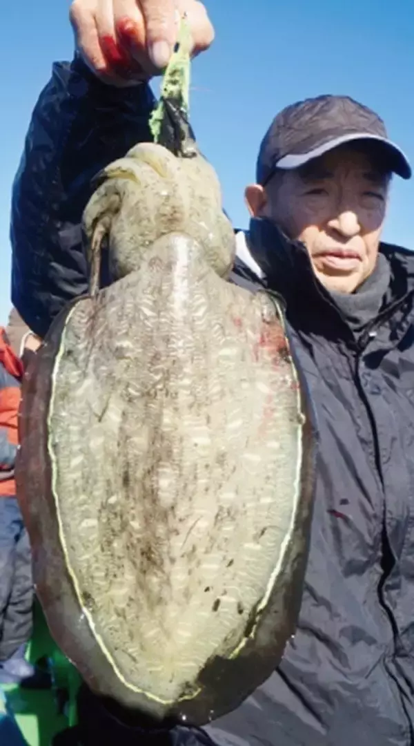「東京湾のテンヤスミイカ　不調はモンゴウイカがカバー」の画像