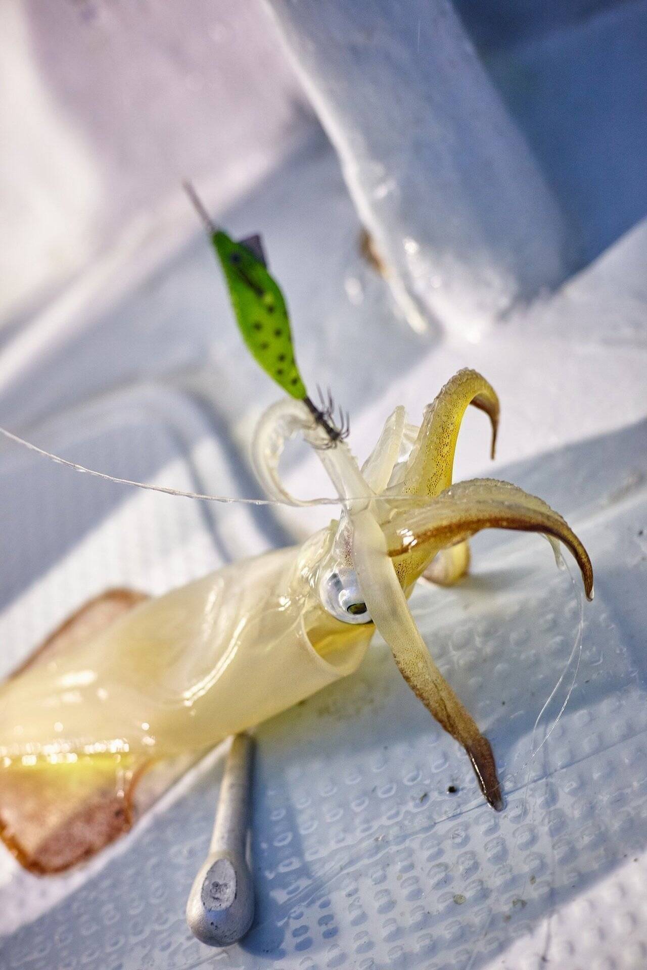 イカメタルで注目のオモリグにぴったりなドロッパーがコレ