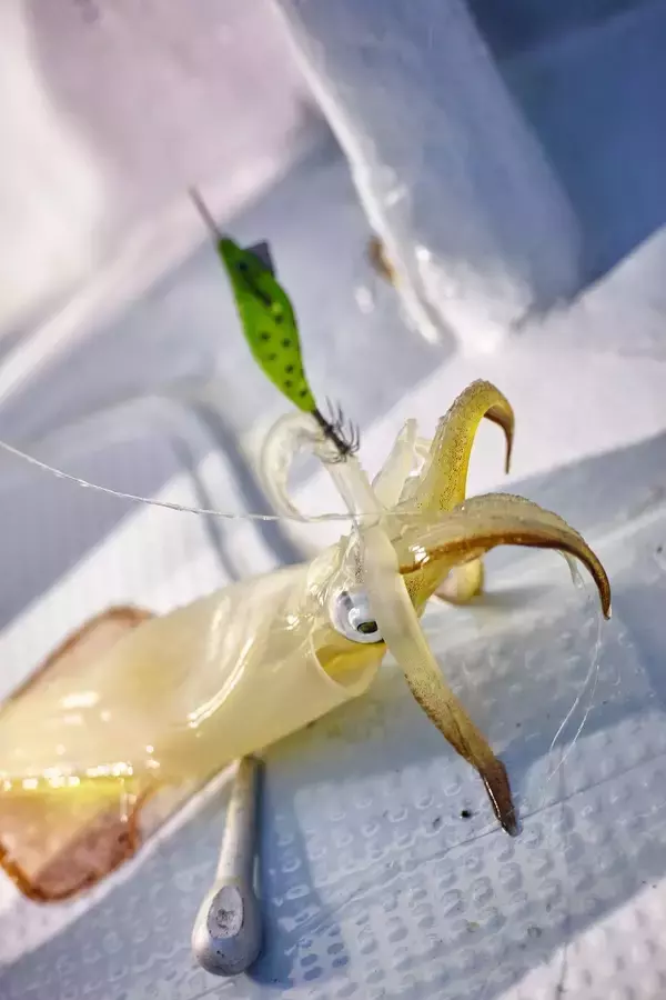 「イカメタルで注目のオモリグにぴったりなドロッパーがコレ」の画像