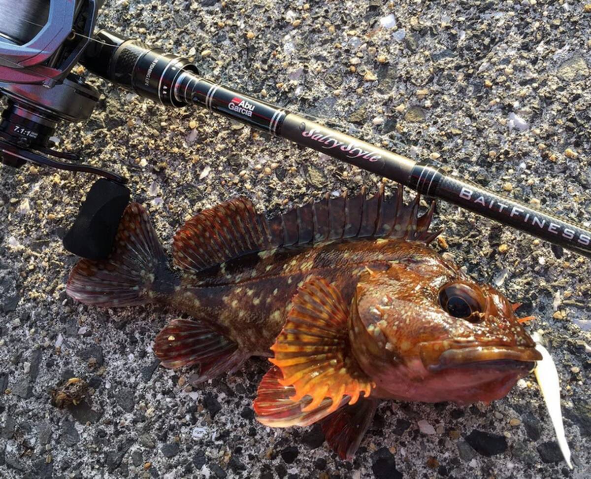 ベイトフィネスロッドの選び方 どんなロッドなら扱いやすいの 22年4月2日 エキサイトニュース ベイトフィネスロッドの選び方 どんなロッドなら扱いやすいの 22年4月2日 エキサイトニュース