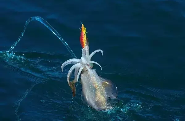 「能登から全国へ！アオリイカ全開ティップラン」の画像