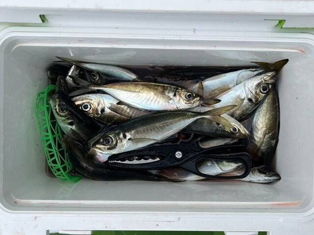 【釣果速報】神奈川県政信丸でアジ好調！竿頭は72匹！質も量も大満足の釣行を楽しもう！