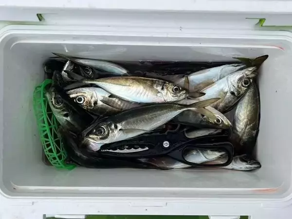 「【釣果速報】神奈川県政信丸でアジ好調！竿頭は72匹！質も量も大満足の釣行を楽しもう！」の画像