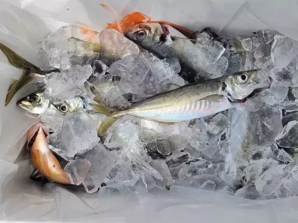 「【釣果速報】神奈川県岩伊丸で5.00kgのワラサHIT！多彩な魚種に出会いたいのなら今すぐGO！」の画像