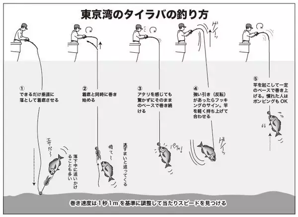 「落ちシーズンへ移行で大型も　横須賀沖のタイラバが熱い！」の画像