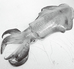 ティップランで狙う富浦沖のアオリイカ