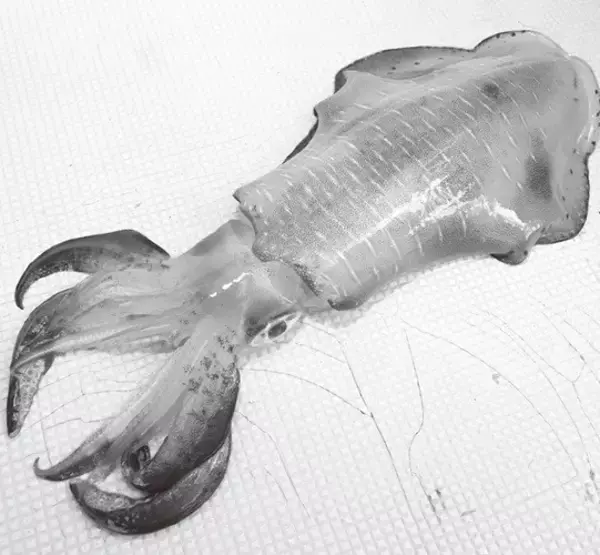 ティップランで狙う富浦沖のアオリイカ