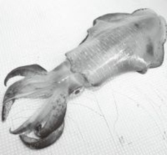 ティップランで狙う富浦沖のアオリイカ