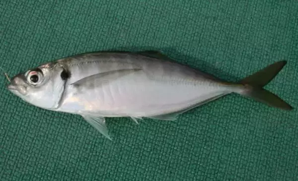 大分県ってどんな魚が釣れるの？狙える対象魚やおすすめ釣り場情報をチェック