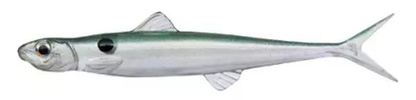 「ラストエースのFタイプに2023年新カラー登場！【エバーグリーン】」の画像