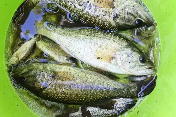 バスを釣るには「正しいフックを使うこと」