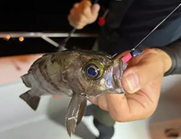 「月下美人ダーティンジグヘッドSSは2022年新発売のライトソルトゲーム用ジグヘッド！」の画像