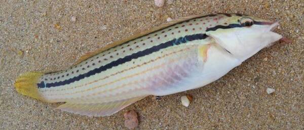 ベラって美味しい魚なの 釣り方 食べ方をチェック 初心者向き 22年10月31日 エキサイトニュース