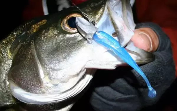 「稚魚シャッド【ベイティ】の実釣インプレ特集！インクスレーベルの高評価ワームをチェック」の画像