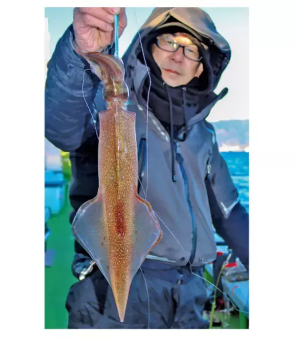 「相模湾のヤリイカ上昇中小田原南沖で乗り順調」の画像