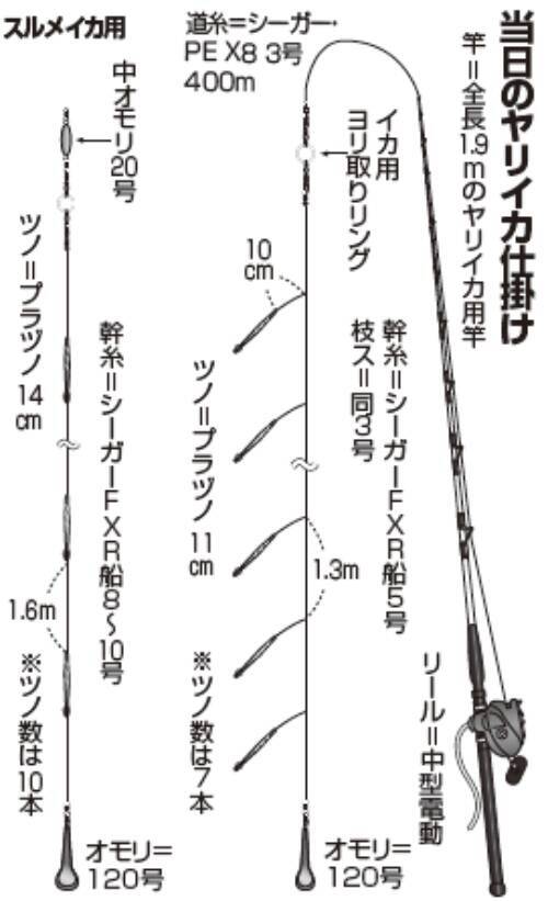 相模湾のヤリイカ上昇中小田原南沖で乗り順調