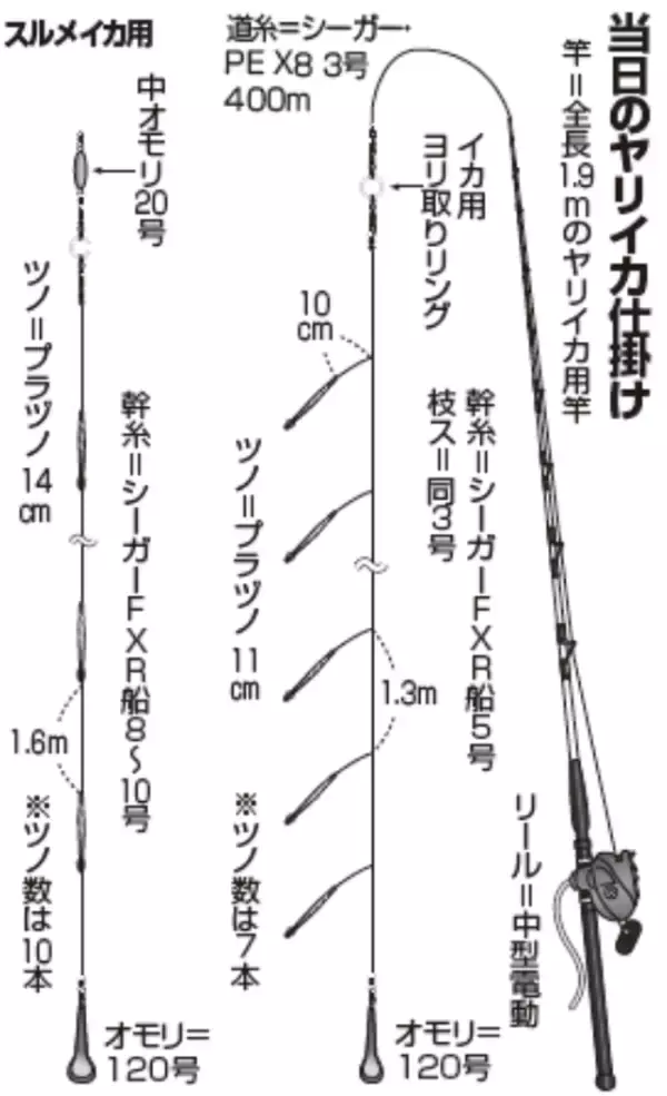「相模湾のヤリイカ上昇中小田原南沖で乗り順調」の画像