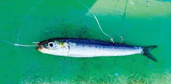 「浅場狙いはスリル満点　外房岩船沖のヒラメに注目」の画像