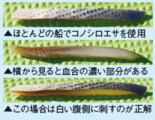 湾奥にタチウオの群れ集結テクニックを磨くなら今！