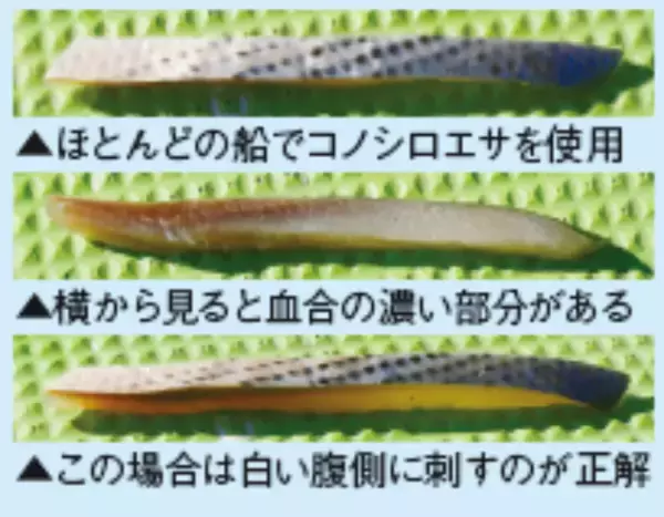 「湾奥にタチウオの群れ集結テクニックを磨くなら今！」の画像