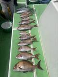 「【釣果速報】マダイにイナダ、ハナダイ！！神奈川県あまさけや丸で豪華なお土産をゲットしよう！！」の画像1