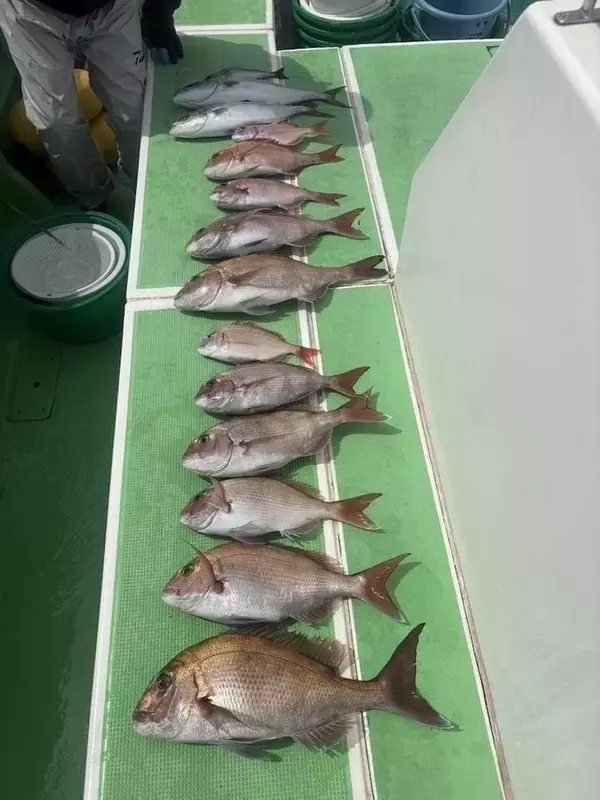 【釣果速報】マダイにイナダ、ハナダイ！！神奈川県あまさけや丸で豪華なお土産をゲットしよう！！