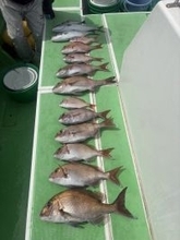 【釣果速報】マダイにイナダ、ハナダイ！！神奈川県あまさけや丸で豪華なお土産をゲットしよう！！