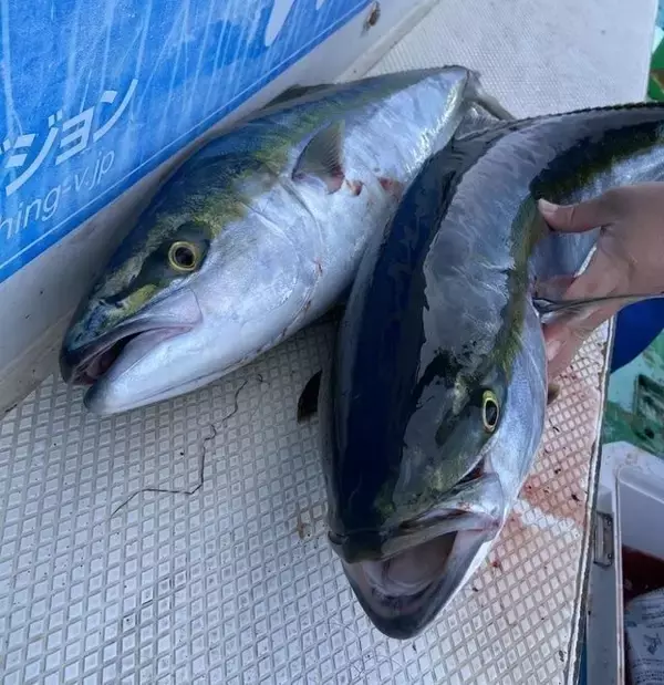 「【釣果速報】神奈川県あまさけや丸が7kgの良型ブリゲットで好調！泳がせ釣りのダイナミックなファイトを絶対一度は体験して！マダイ船も好調です！」の画像
