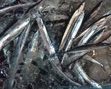 「サンマってどうやって釣り上げればいいの？釣り方やおすすめタックルをピックアップ」の画像2