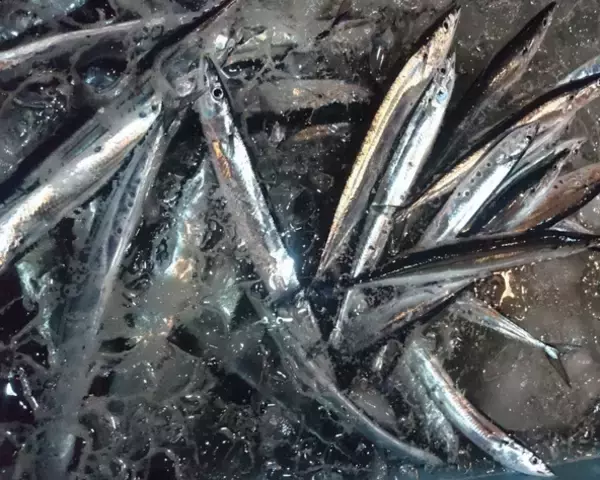 「サンマってどうやって釣り上げればいいの？釣り方やおすすめタックルをピックアップ」の画像