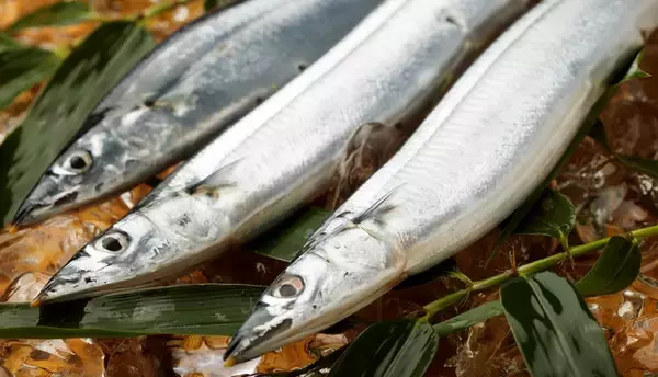 「サンマってどうやって釣り上げればいいの？釣り方やおすすめタックルをピックアップ」の画像