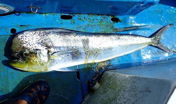 シイラは美味しい魚 釣り方からさばき方 おすすめの料理法まで一挙ご紹介 21年4月23日 エキサイトニュース シイラは美味しい魚 釣り方からさばき方 おすすめの料理法まで一挙ご紹介 21年4月23日 エキサイトニュース
