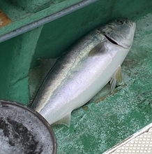 【釣果速報】8kgのブリ獲った！神奈川県あまさけや丸で冬の王者をゲットしよう！