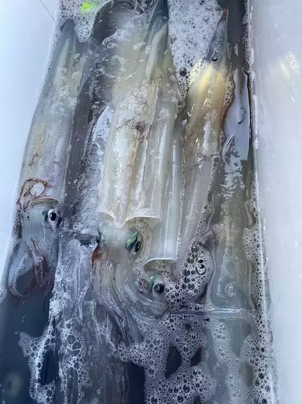 「【釣果速報】茨城県大春丸でMAX46cmの胴長ヤリイカ確保！ビッグサイズの高級イカを今こそ狙いに行こう！」の画像