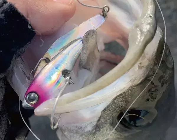 「シーバスゲームに欠かせないコアマンIPシリーズ！実釣インプレ特集」の画像