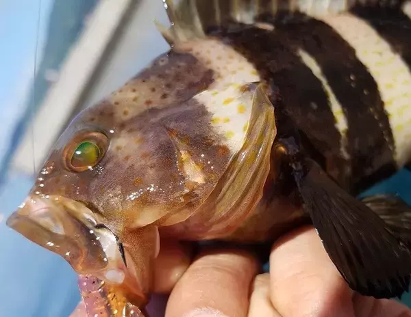 「アオハタって釣ったことある？習性や釣り方を知りたい！」の画像