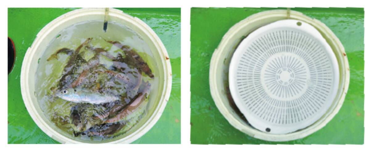 船釣り入門におすすめ湾奥のライトアジ好調