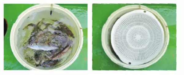 「船釣り入門におすすめ湾奥のライトアジ好調」の画像