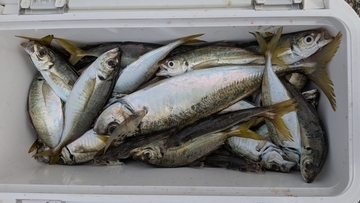 【釣果速報】アジにクロダイにイナワラ！！千葉県フィッシュオン大勝で豪華なお土産をゲットしよう！！