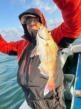 【釣果速報】兵庫県海蓮丸でマダイ好調！50cm超えが2枚！復調の兆しあり！今乗船すれば間違いない！