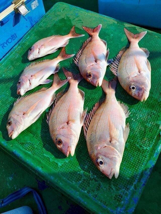 【釣果速報】兵庫県海蓮丸でマダイ好調！50cm超えが2枚！復調の兆しあり！今乗船すれば間違いない！